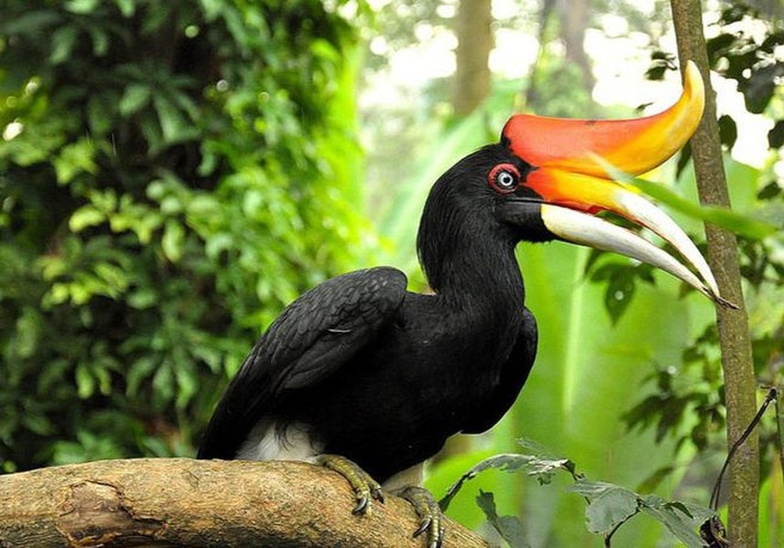 5. Chim mỏ sừng: Ở dạng ăn tạp, chim mỏ sừng có một chiếc mỏ cực lớn so với kích thước cơ thể và có thể ăn cả động vật cỡ nhỏ.