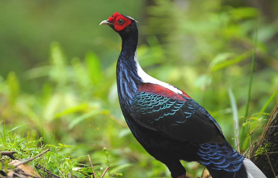 8. Gà lôi lam lưng trắng: Đặc hữu của Đài Loan, gà lôi lam lưng trắng có bộ lông ức màu xanh tím, cánh trắng đỏ, đuôi và mào dài.