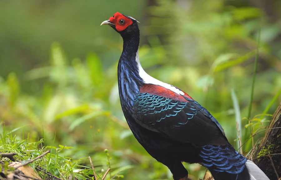 8. Gà lôi lam lưng trắng: Đặc hữu của Đài Loan, gà lôi lam lưng trắng có bộ lông ức màu xanh tím, cánh trắng đỏ, đuôi và mào dài.