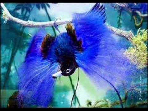 3. Chim thiên đường: Loài chim có bộ lông đen huyền bí, tạo cảm giác như có "bộ cánh" màu đen, với cấu trúc nano của lông giúp tán xạ và hấp thụ ánh sáng một cách đặc biệt.