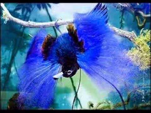 3. Chim thiên đường: Loài chim có bộ lông đen huyền bí, tạo cảm giác như có "bộ cánh" màu đen, với cấu trúc nano của lông giúp tán xạ và hấp thụ ánh sáng một cách đặc biệt.