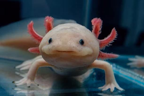 Axolotl từng được người Mexico ăn kèm với ngũ cốc. Hiện nay, một số nhà hàng ở Nhật Bản vẫn phục vụ món Axolotl, đặc biệt là Axolotl nướng giòn.