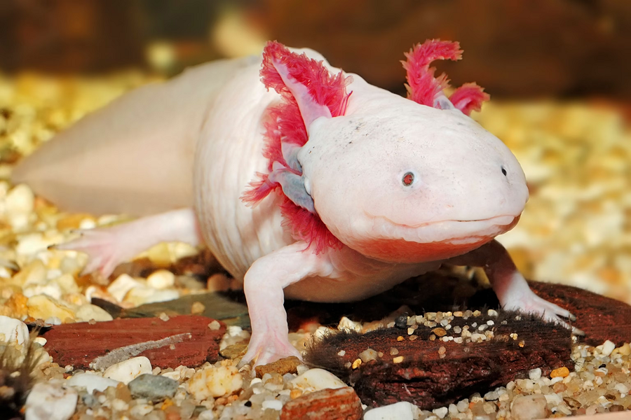 Trong thần thoại Mexico, Axolotl là vị thần đầu chó, dẫn lối các linh hồn người chết đến cõi âm. Nó được cho là đã biến thành con Axolotl để lẩn trốn.