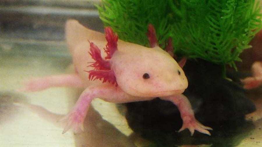 Axolotl hiện không còn tồn tại trong tự nhiên mà chỉ được nuôi trong các thủy cung và phòng thí nghiệm khắp thế giới.