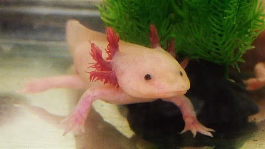 Axolotl hiện không còn tồn tại trong tự nhiên mà chỉ được nuôi trong các thủy cung và phòng thí nghiệm khắp thế giới.