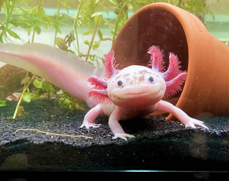 Axolotl có nguồn gốc từ hai hồ Xochimilco và Chalco gần thành phố Mexico và hiện đang gần như tuyệt chủng.