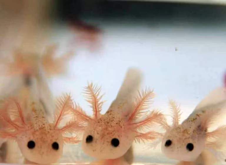 Axolotl có khả năng mọc lại hoàn hảo các bộ phận bị mất như chân, xương sống và não mà không để lại sẹo. Các nhà khoa học đã thử cấy ghép thành công bộ phận giữa các con Axolotl.