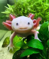 Axolotl thường có màu nâu pha xanh hoặc đen. Màu trắng rất hiếm và là kết quả của đột biến gen từ các con lai với dòng đột biến nhập từ Pháp vào năm 1803. Đầu của Axolotl có lông rất nhỏ và ngắn, cùng với các gai mềm giúp trao đổi chất và di chuyển.