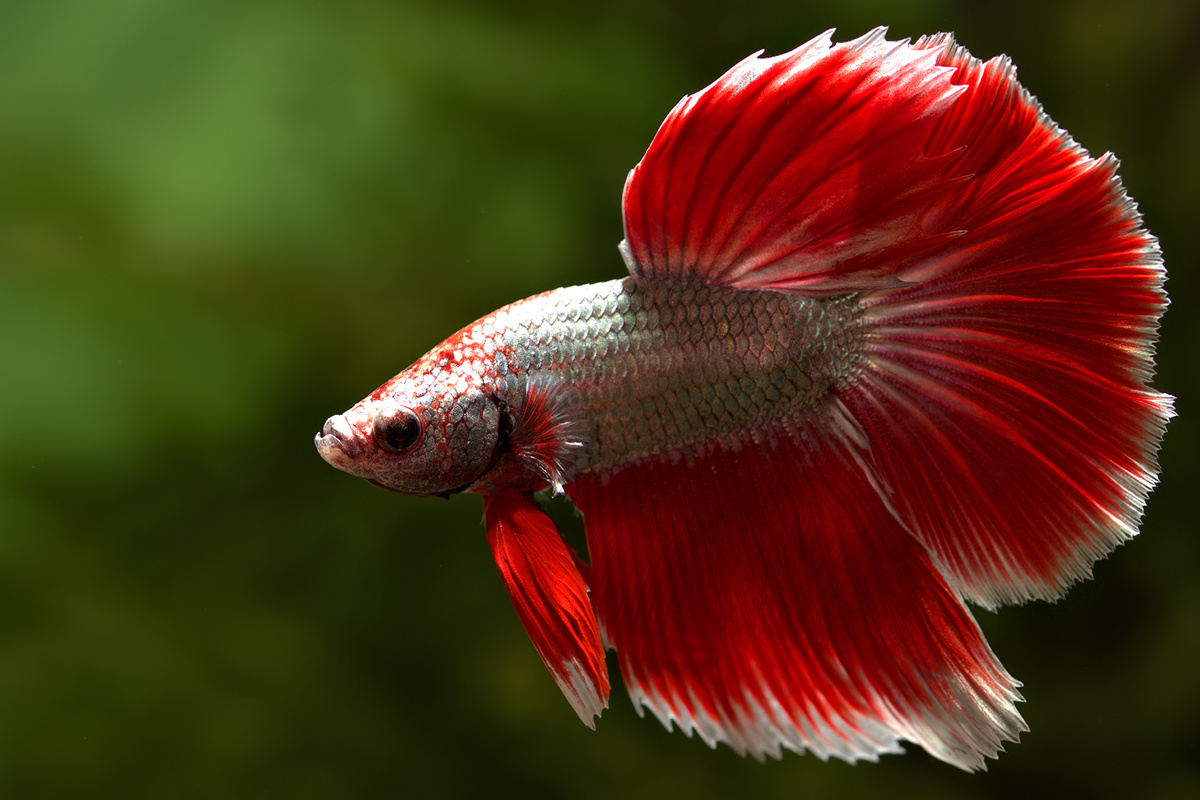  Cá Xiêm, là một trong những giống cá chọi đắt đỏ và nổi tiếng trên thế giới. Nguồn gốc của loài cá này là từ Thái Lan, nhưng chúng đã trở nên phổ biến trên toàn cầu và cũng rất được ưa chuộng tại Việt Nam.