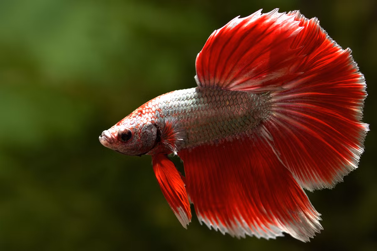  Cá Xiêm, là một trong những giống cá chọi đắt đỏ và nổi tiếng trên thế giới. Nguồn gốc của loài cá này là từ Thái Lan, nhưng chúng đã trở nên phổ biến trên toàn cầu và cũng rất được ưa chuộng tại Việt Nam.