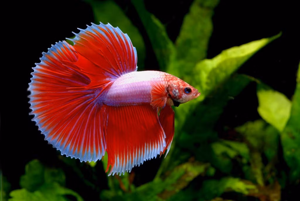 Nếu hai con đực được thả vào cùng một bể, chúng sẽ chiến đấu đến khi một con chết.