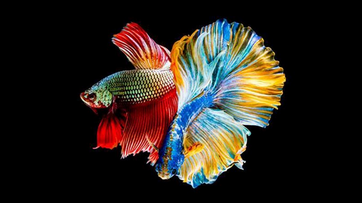 Đặc tính nổi bật của cá Xiêm là tính hiếu chiến và hung dữ. Chúng có bản tính lãnh thổ cao, sẵn sàng tấn công bất cứ kẻ xâm phạm nào, kể cả hình ảnh của chính mình trong gương.