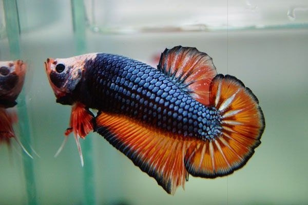 Ở Việt Nam, một con cá Xiêm đẹp có thể có giá vài triệu đồng, và có con đã được bán với giá 50 triệu đồng.