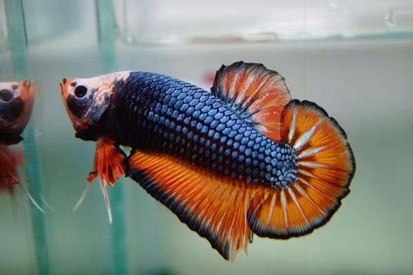 Ở Việt Nam, một con cá Xiêm đẹp có thể có giá vài triệu đồng, và có con đã được bán với giá 50 triệu đồng.