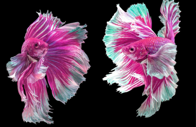 Cá Xiêm không chỉ được nuôi làm cảnh mà còn được dùng trong các trận đấu cá, trở thành những chiến binh bất khả chiến bại.