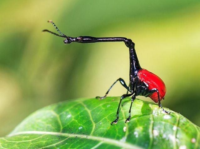 5. Giraffe Weevils (Mọt cao cổ): Loài bọ cánh cứng đặc hữu ở Madagascar, có cổ dài hơn 2 lần chiều dài cơ thể, dùng cổ để kiếm thức ăn và chiến đấu giành bạn tình.