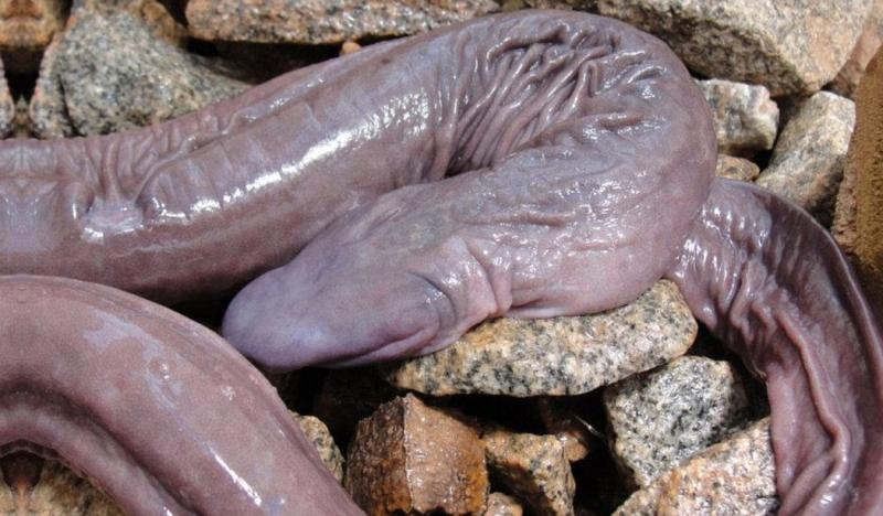 4. Penis Snake (Rắn dương vật): Loài vật hiếm gặp, hình dáng giống dương vật, phát hiện ở Brazil. Chúng có họ hàng gần gũi với kỳ giông và ếch.