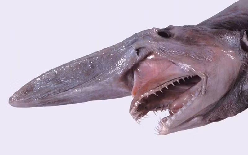 6. Goblin Shark (Cá mập yêu tinh): Loài cá mập biển sâu với mũi dài giống mỏ chim, da màu trắng hồng, hàm co dãn với nhiều răng sắc nhọn.