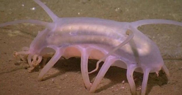 7. Scotooplane (Heo biển): Sống ở biển sâu, ngoại hình như lai giữa con heo và con sên, sống cùng tầng nước với san hô và sao biển.