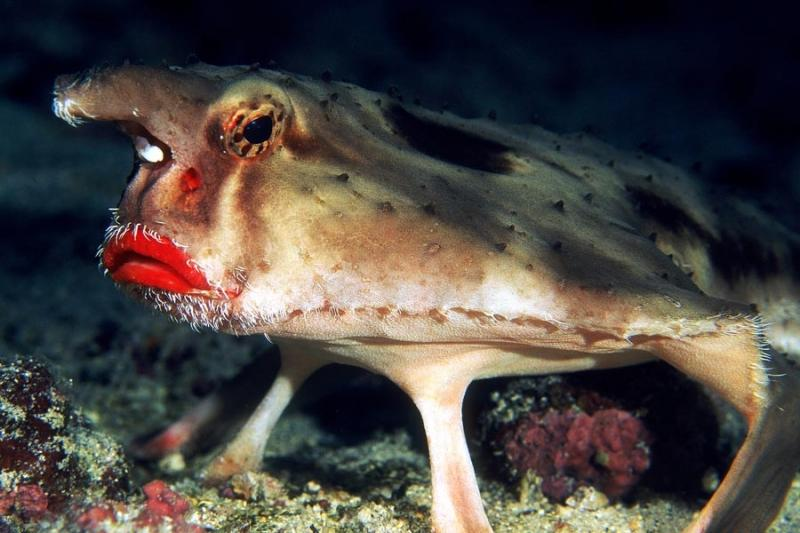 3. Red-lipped Batfish (Cá dơi môi hồng): Có đôi môi màu hồng nổi bật. Chúng không biết bơi mà di chuyển bằng cách sử dụng vây ức bò dưới đáy biển.