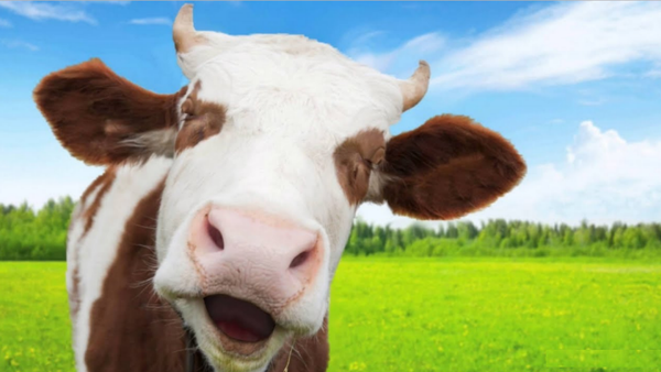 2. Bò: Với hơn 1 tỷ con trên thế giới, chúng có khả năng tiết ra lượng lớn khí methane qua đường ruột, cần phải đánh rắm thông hơi và ợ thường xuyên để giải quyết vấn đề này.