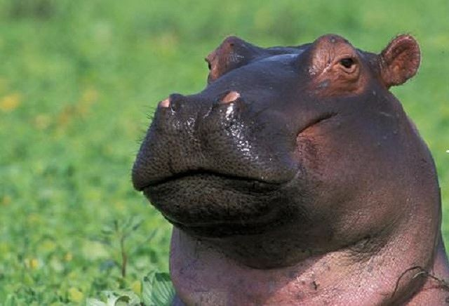 3. Hà Mã: Ngoài thích tắm bùn để bảo vệ da, hà mã còn có thói quen "đánh vật" với phân và nước tiểu của mình sau khi tắm bùn để đánh dấu lãnh thổ và "đánh bại" đối thủ.