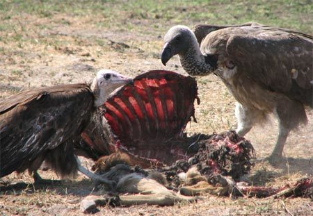 8. Kền Kền: Có thói quen ăn xác thối. Chúng giúp làm sạch môi trường bằng cách tiêu hóa các con thú chết.