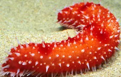 6. Hải Sâm: Có hình dáng kỳ quặc và ăn thức ăn từ xác động vật chết, mặc dù đây là thức ăn "đầy độc" nhưng chúng có thể được sử dụng làm món ăn cao lương mỹ vị tại một số nơi trên thế giới.