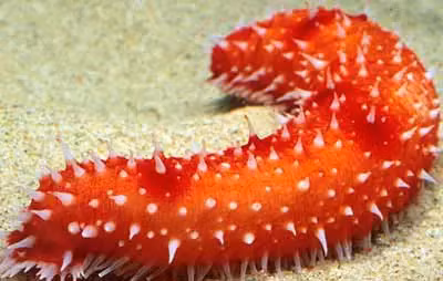 6. Hải Sâm: Có hình dáng kỳ quặc và ăn thức ăn từ xác động vật chết, mặc dù đây là thức ăn "đầy độc" nhưng chúng có thể được sử dụng làm món ăn cao lương mỹ vị tại một số nơi trên thế giới.