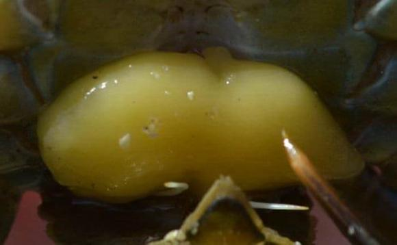 Cua bị nhiễm không thể lột xác, cua đực mất cơ quan sinh sản và phát triển mô buồng trứng.