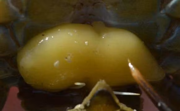 Cua bị nhiễm không thể lột xác, cua đực mất cơ quan sinh sản và phát triển mô buồng trứng.