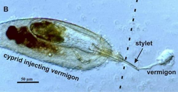 Sau khi bám vào màng lông đáy cua, ấu trùng của chúng tiêm chất vermigon vào máu cua, phát triển thành ký sinh trùng.