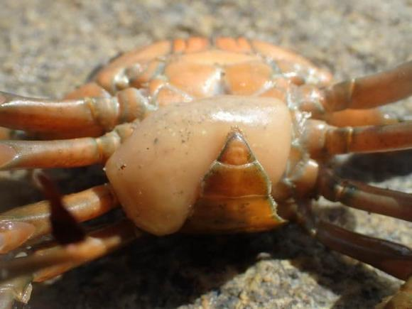 Những ký sinh trùng này không chỉ hút chất dinh dưỡng từ cua mà còn gắn vào hệ thần kinh để điều khiển hành vi của cua.