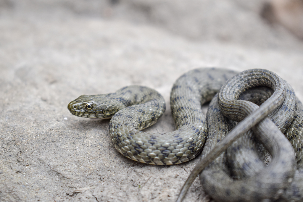 Các tác giả cũng nhấn mạnh rằng khả năng giả chết này không chỉ xuất hiện ở loài rắn, mà còn ở nhiều loài động vật khác trong thế giới động vật.