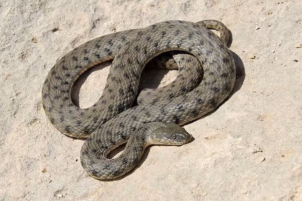 Do đó, cần thêm nghiên cứu trên nhiều quần thể khác để hiểu rõ hơn về khả năng giả chết của loài rắn này.