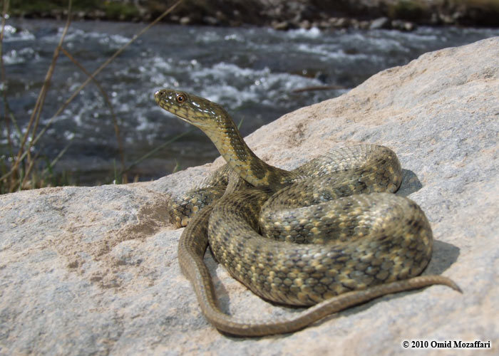 Nhóm nghiên cứu quan sát và thử nghiệm trên những con rắn sống ở hòn đảo Golem Grad ở Bắc Macedonia, và họ phát hiện ra rằng những con rắn này có khả năng giả chết một cách tài tình như diễn viên kịch nghệ.