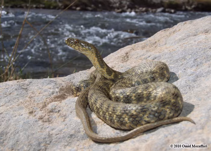 Nhóm nghiên cứu quan sát và thử nghiệm trên những con rắn sống ở hòn đảo Golem Grad ở Bắc Macedonia, và họ phát hiện ra rằng những con rắn này có khả năng giả chết một cách tài tình như diễn viên kịch nghệ.