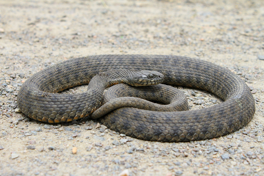 Tuy nhiên, nhóm nghiên cứu lưu ý rằng quần thể rắn kẻ ô trên đảo Golem Grad là một ngoại lệ, vì chúng thường bị săn bắt bởi nhiều loài chim.