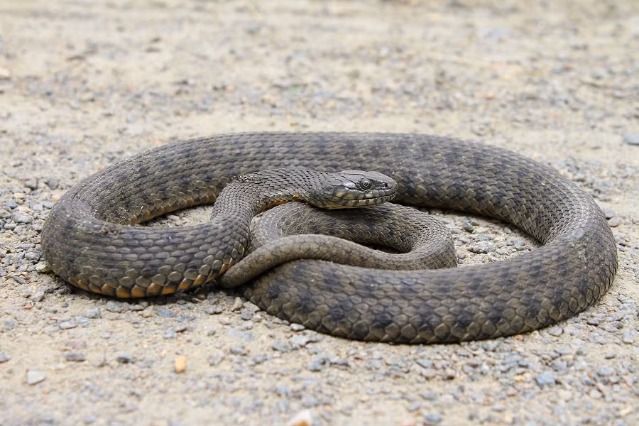 Tuy nhiên, nhóm nghiên cứu lưu ý rằng quần thể rắn kẻ ô trên đảo Golem Grad là một ngoại lệ, vì chúng thường bị săn bắt bởi nhiều loài chim.