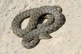 Nhóm nghiên cứu đã quan sát và thử nghiệm trên 263 con rắn, kích thích các hành vi phòng thủ bằng cách lao theo và tóm lấy phần giữa thân chúng.