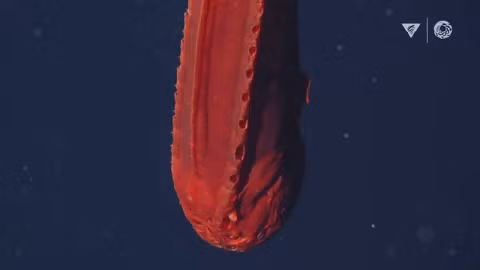 3. Cá voi biến đổi hình dạng: Viện Nghiên cứu Thủy cung Vịnh Monterey (MBARI) ghi lại cảnh một con cá voi cái màu cam đang bơi ở độ sâu khoảng 2.013m, ngoài khơi Vịnh Monterey, California.