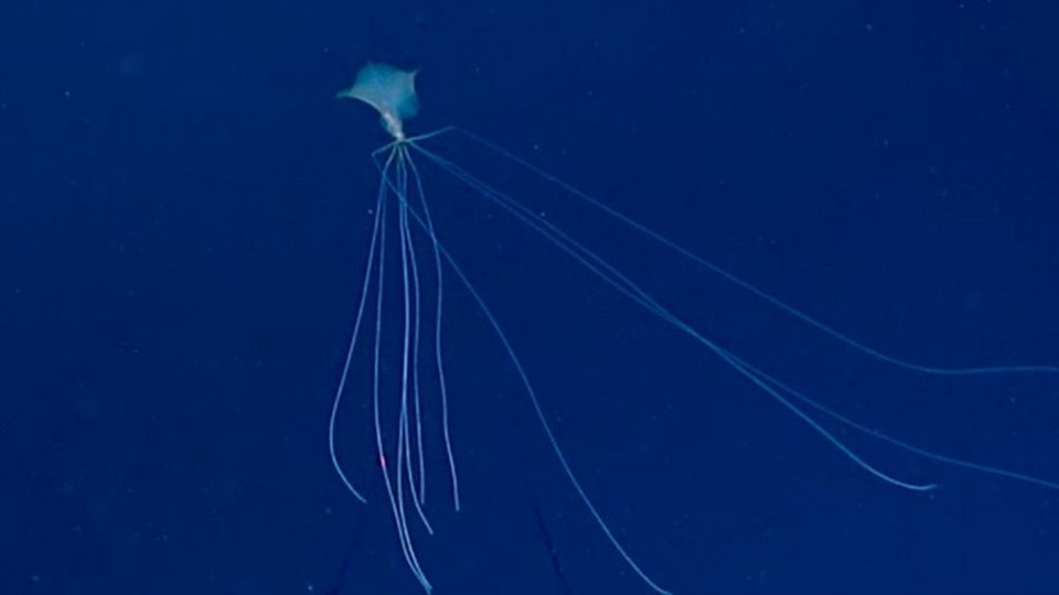 5. Mực ngoài hành tinh: NOAA (Cơ quan Quản lý Khí quyển và Đại dương Quốc gia) ghi lại hình ảnh mực vây lớn quý hiếm trong chuyến thám hiểm ở Vịnh Mexico.