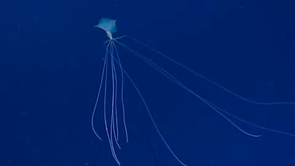 5. Mực ngoài hành tinh: NOAA (Cơ quan Quản lý Khí quyển và Đại dương Quốc gia) ghi lại hình ảnh mực vây lớn quý hiếm trong chuyến thám hiểm ở Vịnh Mexico.