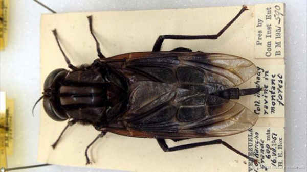 Con ấu trùng phát triển trong thân cây và chúng cần phải ăn rất nhiều để phát triển thành ruồi lớn.