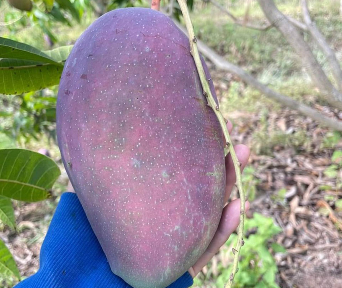 Những giống xoài mới cực lạ mắt, 'hút' khách mua Nhung giong xoai moi cuc la mat, 'hut' khach mua