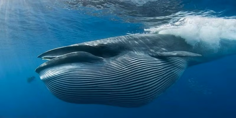 1. Cá Voi Xanh: Là một trong nhưng loài động vật "đô con" nhất hành tinh, cá voi xanh dài 25-30 m và nặng 180-210 tấn. Lưỡi nặng 2,7 tấn và tim nặng 600 kg. Chúng ăn sinh vật phù du và giáp xác, tiêu thụ khoảng 3,6 tấn thức ăn vào mùa hè. Cá Voi Xanh hiện nằm trong danh sách nguy cấp.