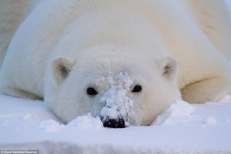 4. Gấu Bắc Cực và Gấu Kodiak: Động vật ăn thịt trên cạn lớn nhất, nặng 1.003-1.135 kg và dài 3,05 m. Gấu Bắc Cực sống ở vùng băng giá, ăn hải cẩu, có lớp mỡ dày giữ ấm. Gấu Kodiak tương tự gấu Bắc Cực về kích thước và hình dáng.