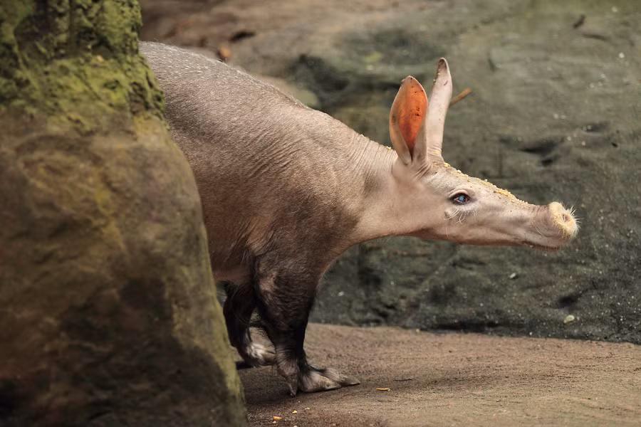 Lợn đất là đại diện duy nhất của bộ động vật răng ống, với những chiếc răng nhỏ hình ống xếp cạnh nhau.