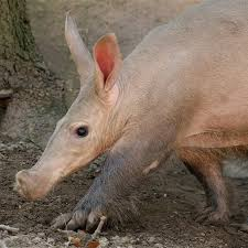 Lợn đất có khả năng bơi lội tốt nhờ màng chân và có thể di chuyển quãng đường 16-30 km mỗi đêm để tìm kiếm thức ăn.