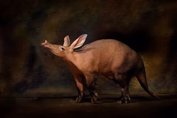 Mặc dù được xem là biểu tượng của sự siêng năng và cần cù tại châu Phi, lợn đất vẫn bị săn bắt và ăn thịt.